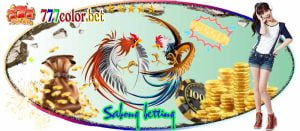 Sabong betting at 777color